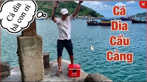 Câu Cá Biển | Câu Cá Dìa Trên Cảng Đại Lãnh Cần Thủ Giật Cá To Sướng Tê Người |Sea fishing so happy