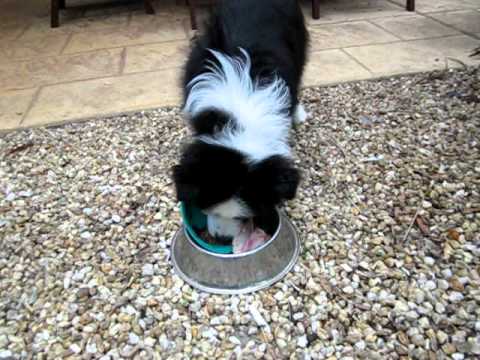 Resultado de imagen para border collie eating