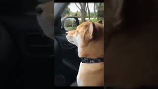 DOGS DANCING #shorts #viral #edit #dogs #dogshorts  #dancingdogs #dogdancing #dancingdogsbarbie