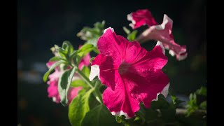 Video voorbeeld van "Ti fleur fanée Karaoké (valse)"