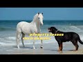 Lay Down the Arms | A Song for World Peace,peace forever