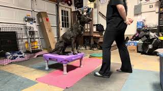 Calm On Station, Sit Stay On Platform, Relaxation On Cotlol 2Nd Video