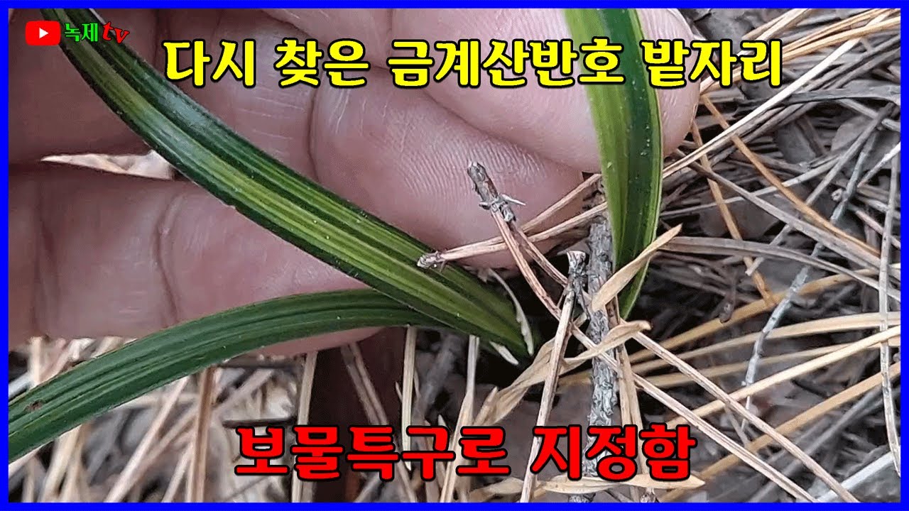 산반호 밭자리를 다시 올라 봅니다.