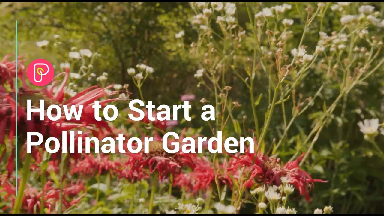 How to start a pollinator garden - YouTube