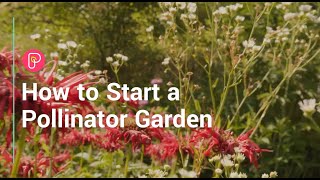How to start a pollinator garden