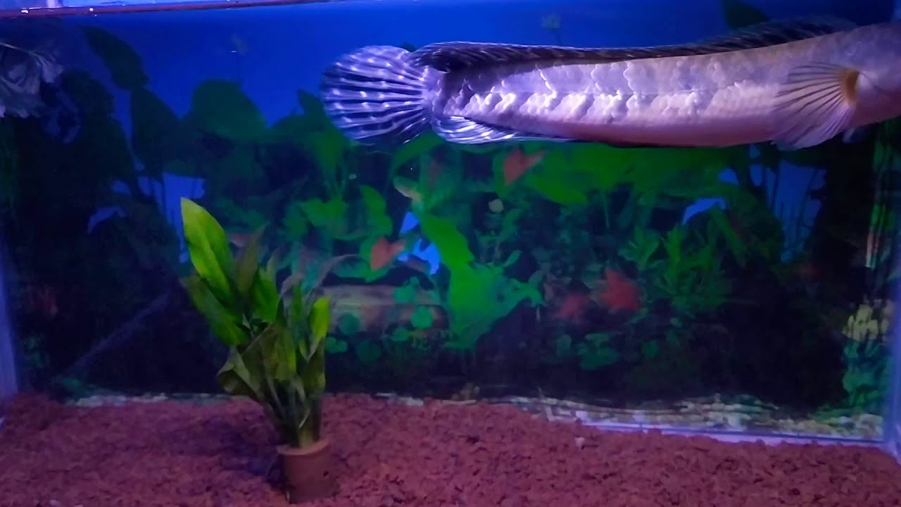 Channa Maru Borneo 