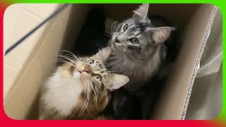 Dive into the playful universe of our Maine Coons: Sherkan & Shippie, animating the house!  V126