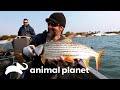 El viaje para buscar al pez Tigre en Zambia | Pescadores al Límite | Animal Planet