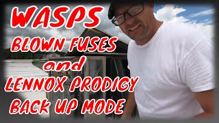 Wasps, Blown fuses and Lennox Prodigy Board - Back up mode