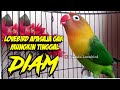 Lovebird Apasaja GAK MUNGKIN DIAM, Saat Dengar Suara LOVEBIRD GACOR NGEKEK PANJANG Jeda Rapat Ini