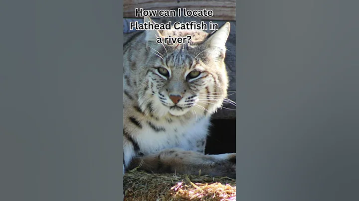 How can I locate Flathead Catfish in a river?