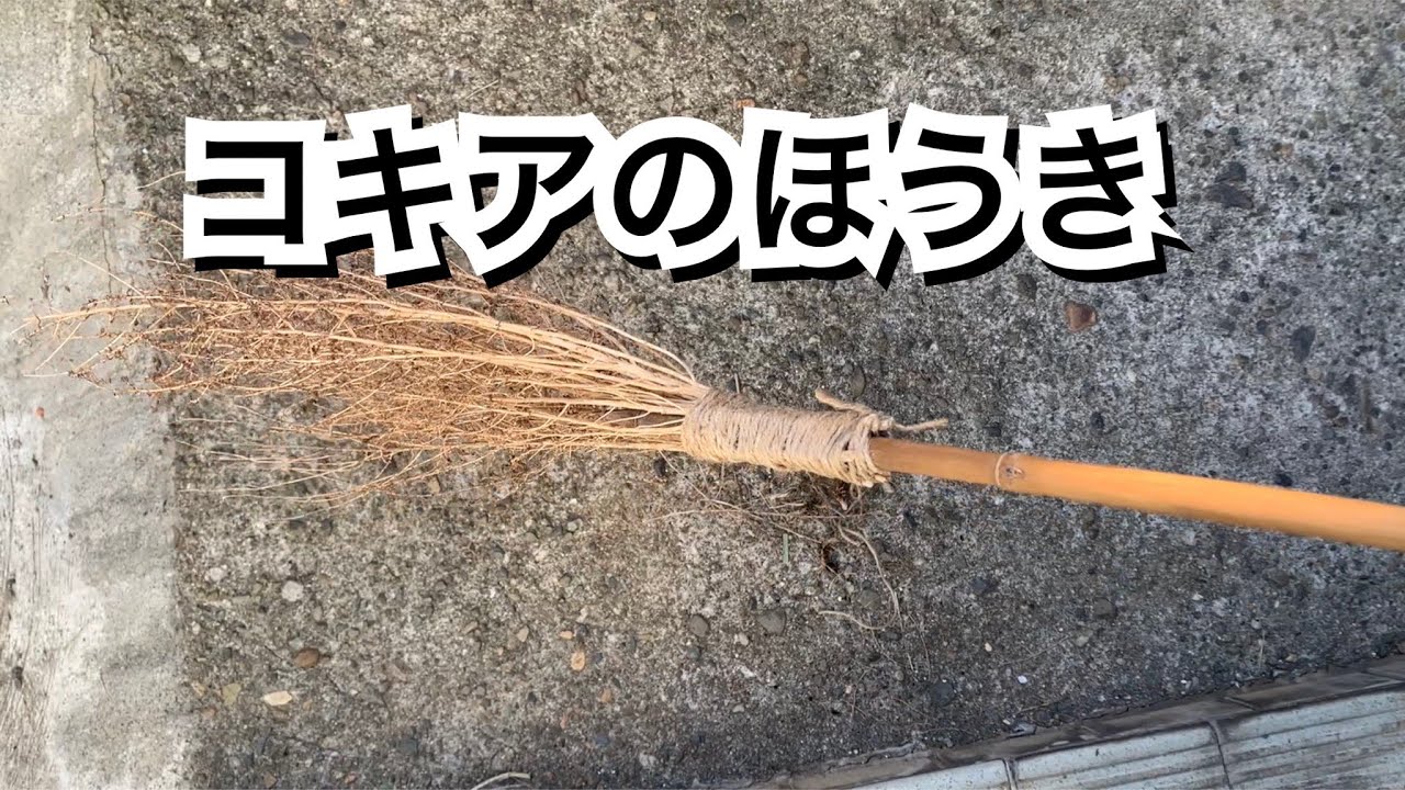 活かす暮らし コキアで作ったほうき21年版 うちのコキア ほうき草 は毎年生育不良で貧弱なほうきしかできませんが それでも嬉しい手作りほうき 60代一人暮らし Youtube 活かす暮らし コキアで作ったほうき21年版 うちのコキア ほうき草 は毎年生育不良で貧弱なほうきしかできませんが それでも嬉しい手作りほうき 60代一人暮らし Youtube