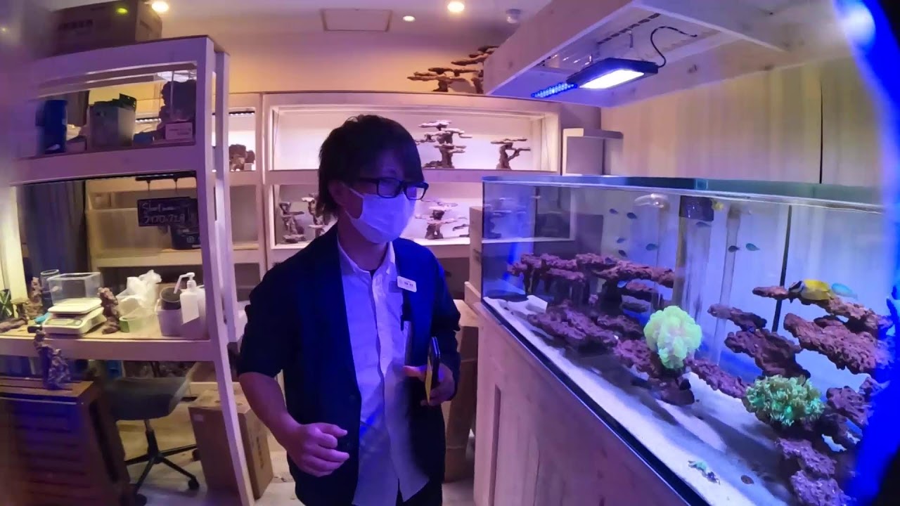 新！海水コーナー！入荷情報の極み！ショートマンTV！