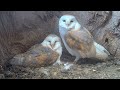 These Barn Owl Chicks Have the Best Owl Dad