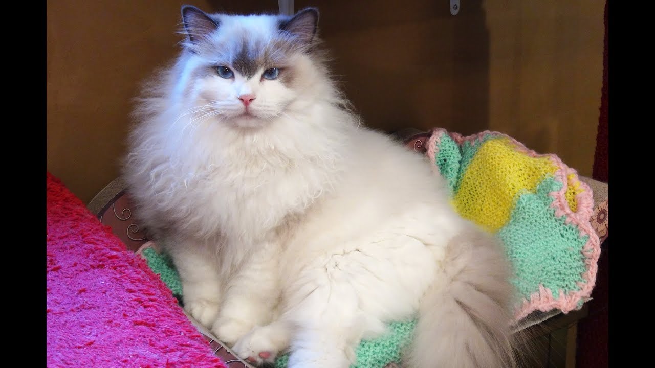 soulmate ragdoll