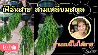 ทำแบบนี้ง่ายมาก เปลี่ยนกระถางเฟิร์นสาย | Ivy ying sang