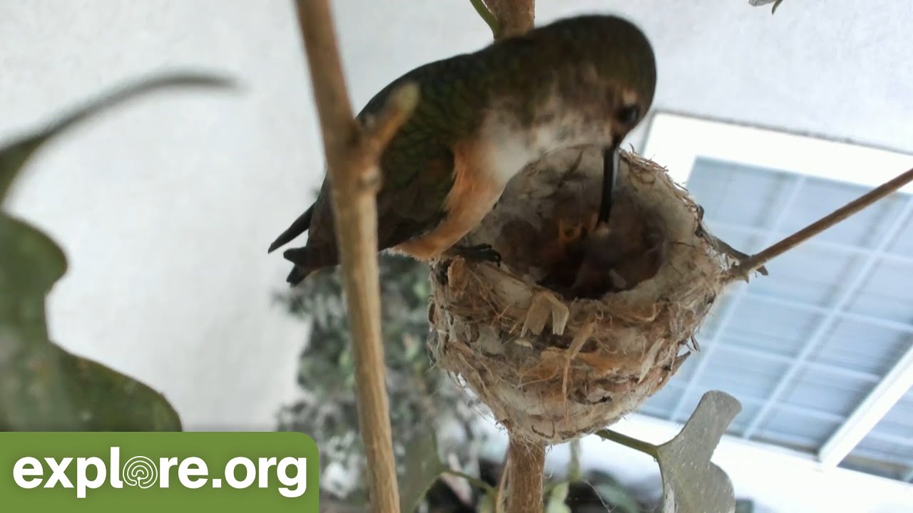 Hummingbird FEEDS her FIRST CHICKS of the season | This Week On Explore ...