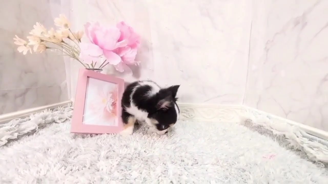 211107チワワ - YouTube