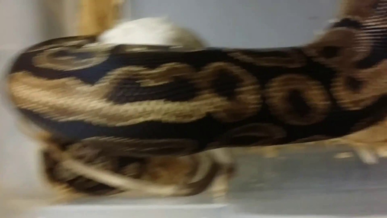 pythons for sale Best Normal Contest