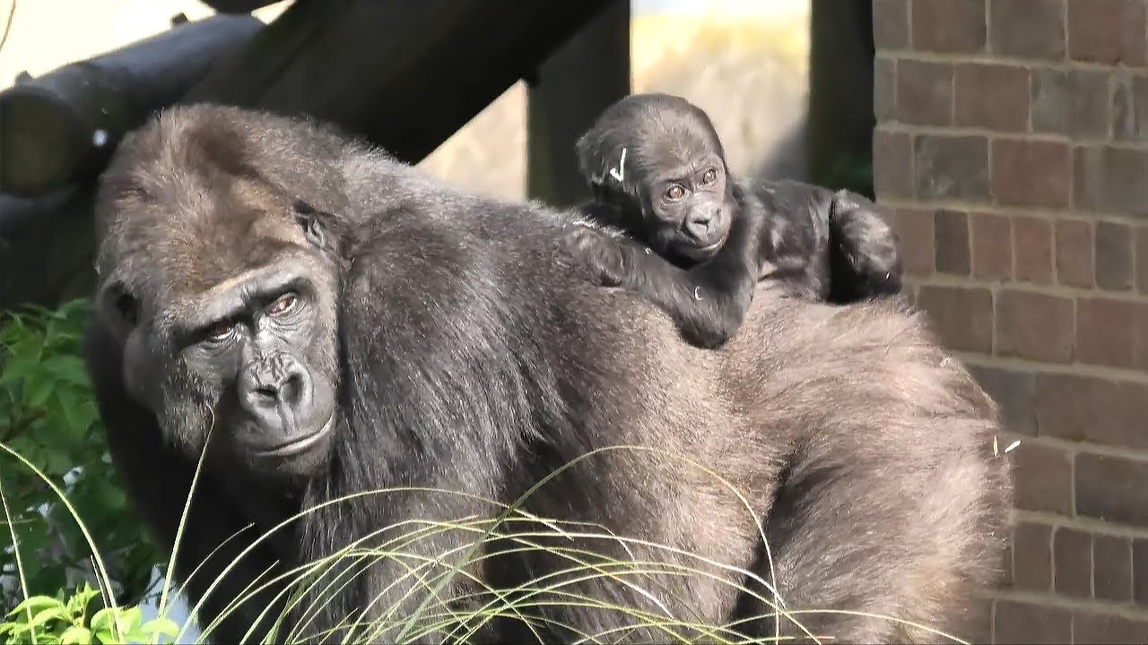Proud gorilla mom shows off her baby born in lockdown YouTube