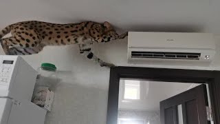 Serval - climber by Serval Shorts 3,721 views 2 years ago 2 minutes, 20 seconds