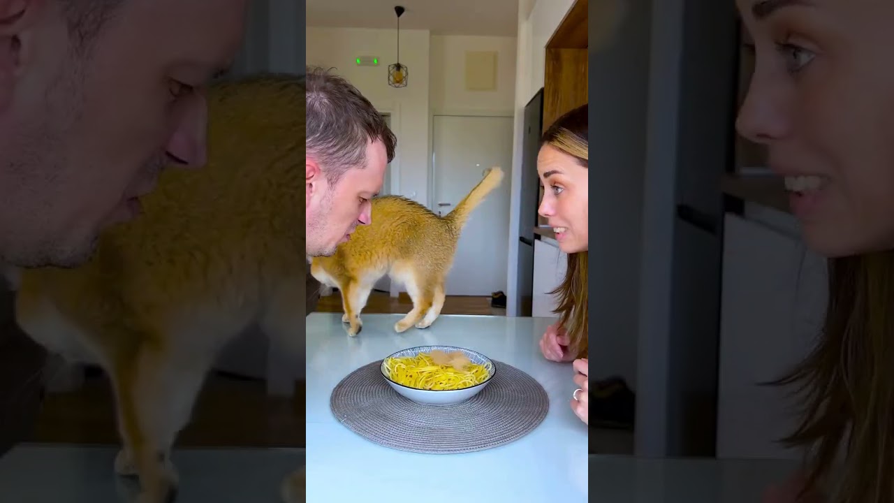 When your cat gets TOO jealous 😹💔 