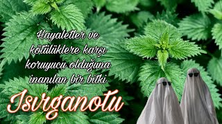 Isırgan otu  - Urtica dioica