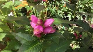 Beautiful Bees On Flowers
