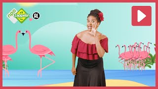 Flamenco Dans Mee Met Zuzu Npo Zappelin