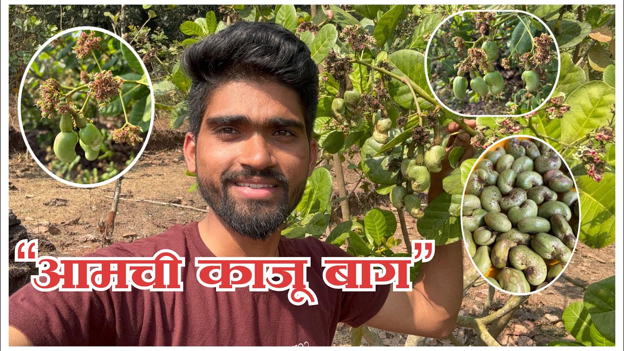 आमची स्वतःची काजू बाग  | Konkan Village Life Vlog | Marathi Vlog