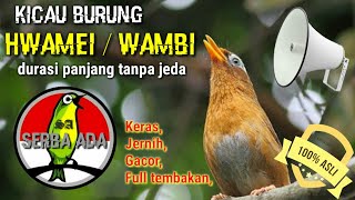 MASTERAN PILIHAN - Kicau Burung Hwamei / Wambi | Keras, Jernih, full Tembakan, Durasi Panjang