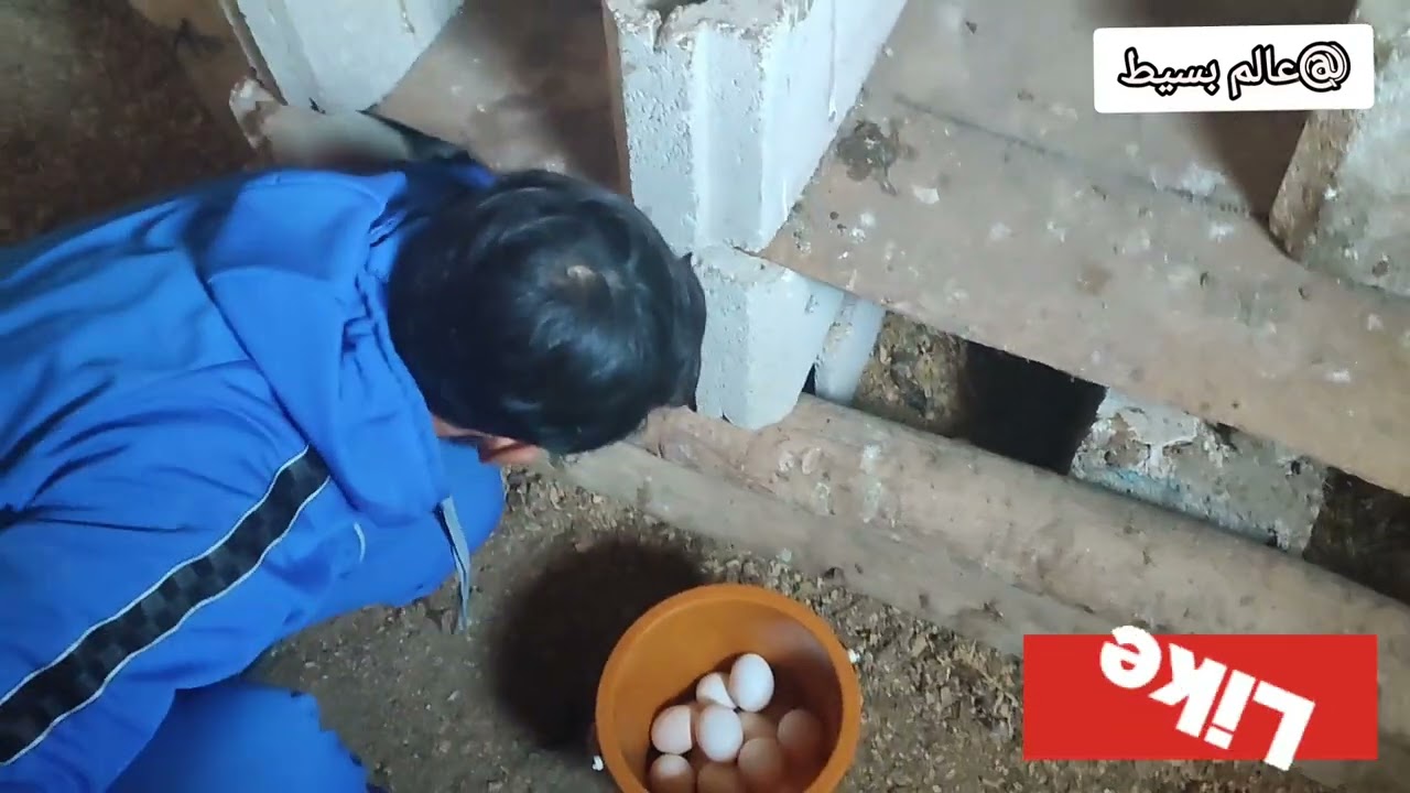 البيض المخصب للدجاج الفيومي وثمنه والربح لي كيدخل  #الدجاج_الفيومي 0652465795