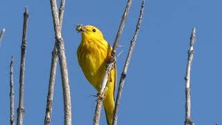 Identify Backyard Birds - Over 50 Common Canadian Birds found in Southern Ontario including names.