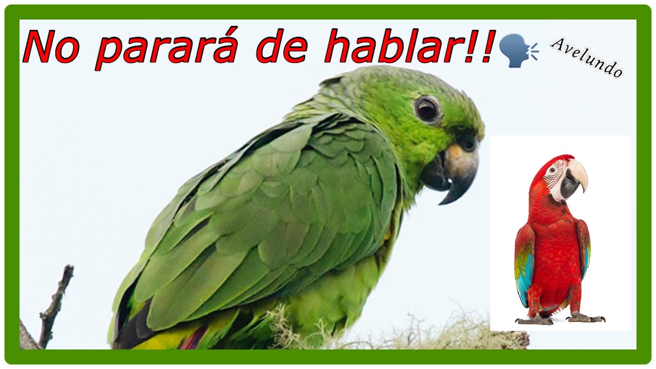 Como enseñarle a hablar a un loro - YouTube