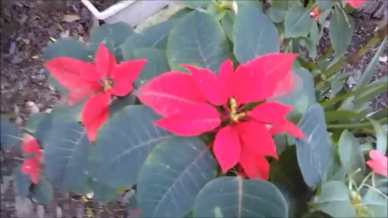 Flor De Natal Ou Bico De Papagaio Youtube