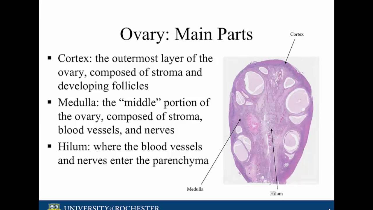 Histology Of The Ovary