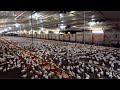 Raising Broiler Chickens The Full 35 Day Journey Part 1 Raising Broiler Chickens The Full 35 Day Journey Part 1