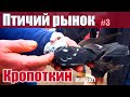 Птичий рынок. Кропоткин. Часть 3. [31.01.2021]