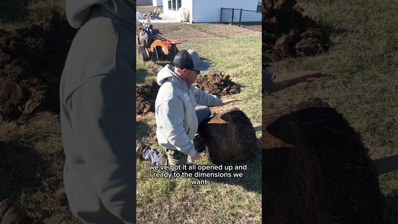 Watch: how to plant your tree yourself