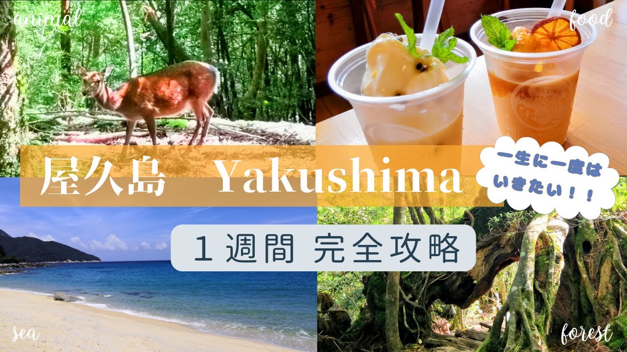 [Якусима - Япония]Полный путеводитель по достопримечательностям, 3 рекомендуемых отеля!!