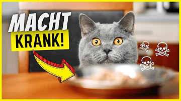 Warum kein Katzenfutter für Igel?