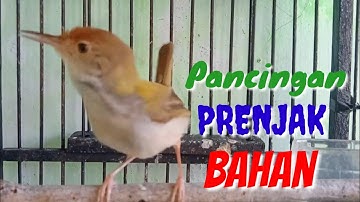 Pancingan PRENJAK Bahan Isian Mewah Agar Cepat Bunyi @ TOMAN. net