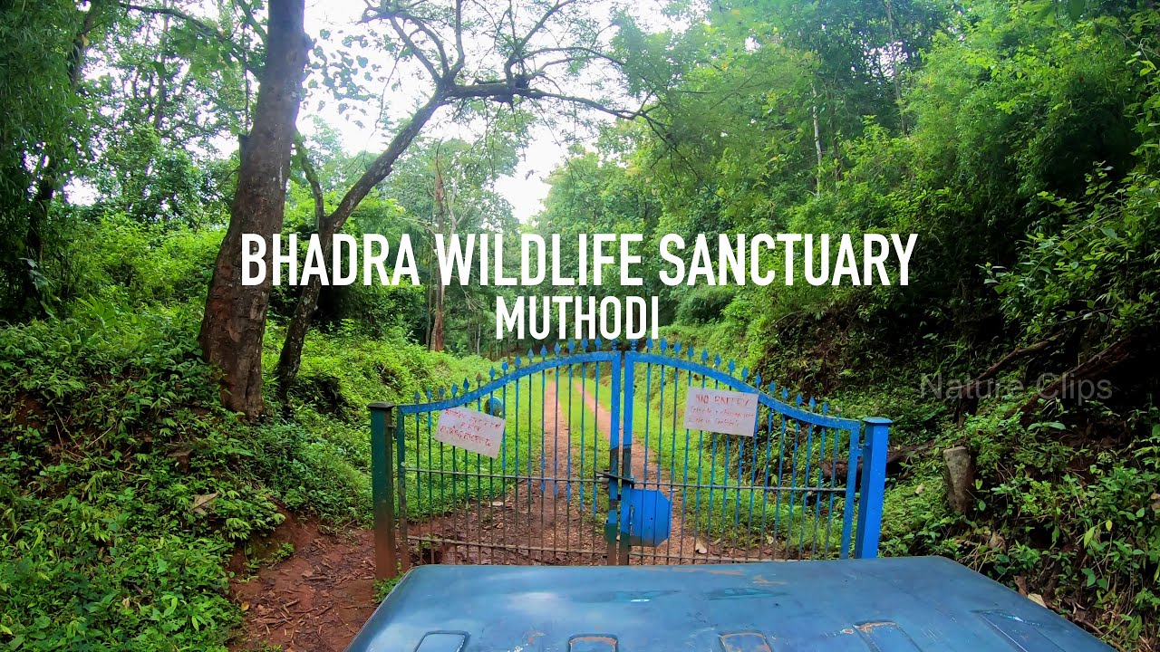 bhadra forest safari