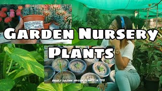 Garden Nursery Plants | Local Trees and Plants Delhi | kamlesh/Ramai Nursery