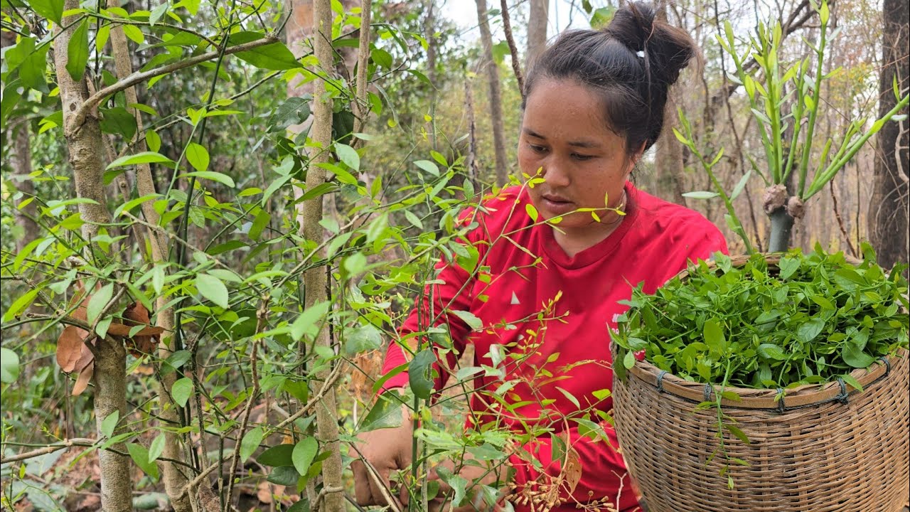 โพดโพ!!ผักหวานป่าภูเขาไปต้นไหน เต็มๆทุกต้น ผักหวานป่ายอดอ่อนๆ เก็บได้เยอะสุดในรอบปีนี้!!24ก.พ2569