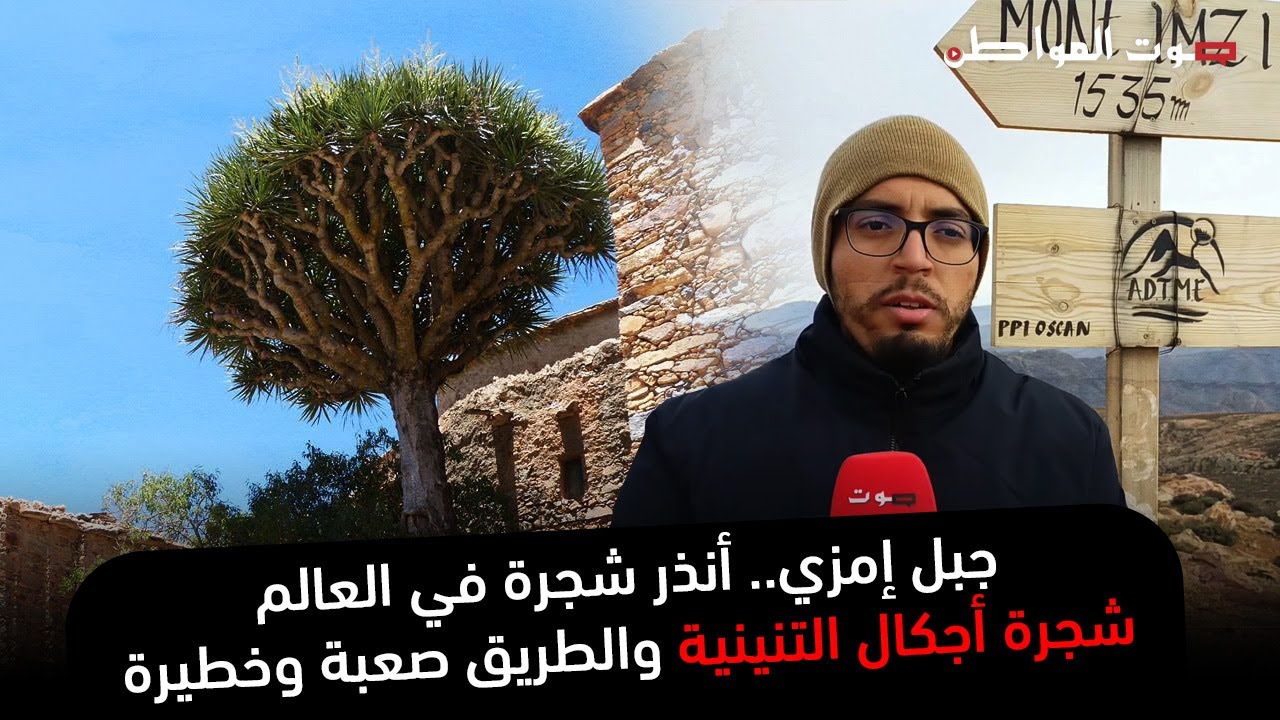 جبل إمزي.. أنذر شجرة في العالم - شجرة أجكال التنينية والطريق صعبة وخطيرة
