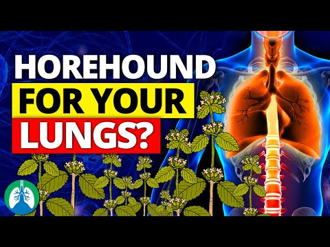 How to Detox and Cleanse Your Lungs with Horehound ❓