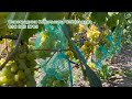 Огляд гібридних форм «Біла скала» та «Ландиш»