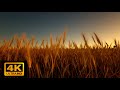 Relaxing Wind Through Wheat Field | 4K | Meadow Soundscape