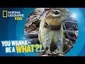 Charline's Chipmunk Communication Research
